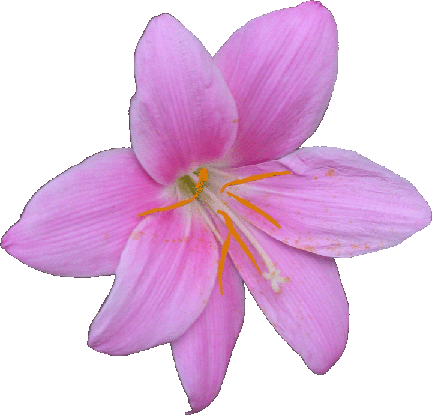 +/...belle fleur les donner sont dans l'article.../+
